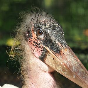 Marabou (Marabou stork) (Leptoptilos crumenifer), 2022-10-19