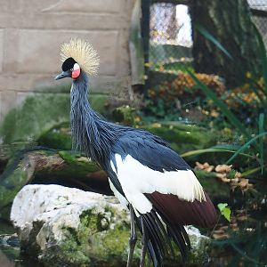 Western black crowned crane (Balearica pavonina pavonina), 2022-10-19