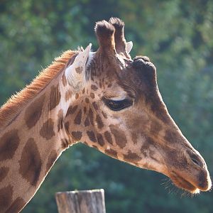 Kordofan giraffe (Giraffa camelopardalis antiquorum), 2022-10-19