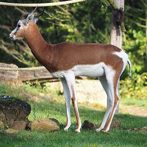 Mhorr gazelle (Nanger dama mhorr), 2022-10-19