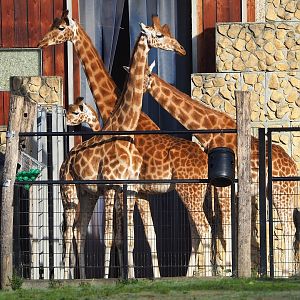 Kordofan giraffes (Giraffa camelopardalis antiquorum), 2022-10-19
