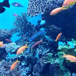 Wrasse and Anthias ID