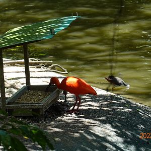 Scarlet Ibis (Eudocimus ruber) and White-breasted Waterhen (Amaurornis phoenicurus)