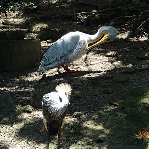 Pink-backed Pelican (Pelecanus rufescens) and Grey-crowned Crane (Balearica regulorum)