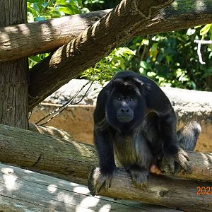 Black Howler Monkey (Alouatta caraya)