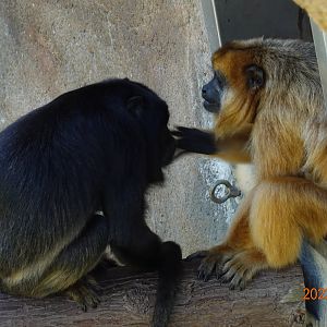 Black Howler Monkey (Alouatta caraya)
