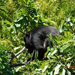 Black Howler Monkey (Alouatta caraya)
