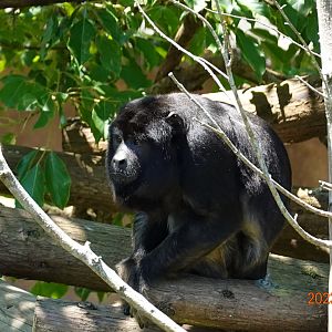 Black Howler Monkey (Alouatta caraya)
