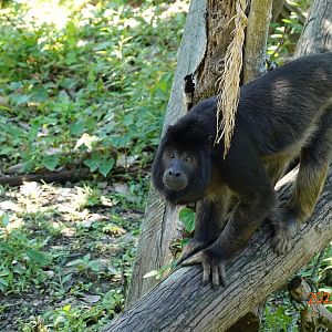 Black Howler Monkey (Alouatta caraya)