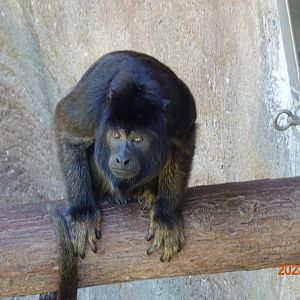 Black Howler Monkey (Alouatta caraya)
