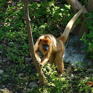 Black Howler Monkey (Alouatta caraya)