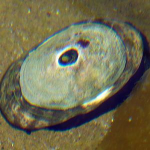 Giant keyhole limpet (Megathura crenulata)