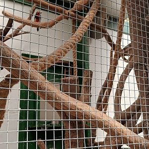 Bearded Barbet Aviary