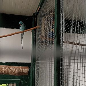 Rose ringed Parakeet Breedingform Aviary