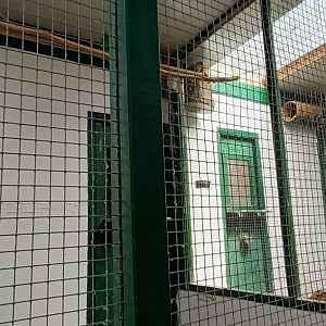 Red winged Parrot and Plume headed Parakeet Aviary