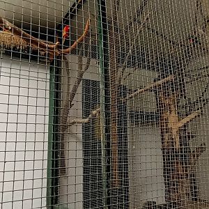 Eastern Rosella Breedingform Aviary