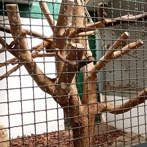 Diademed Amazon Aviary