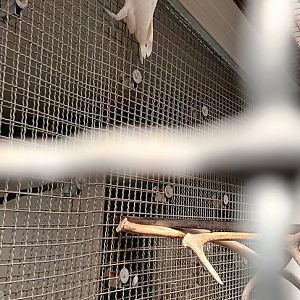 Yellow crested Cockatoo