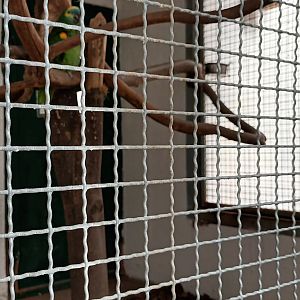 Yellow winged turquoise fronted Amazon Aviary