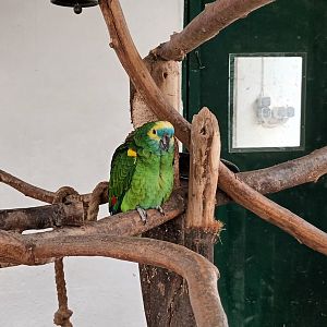 Yellow winged turquoise fronted Amazon
