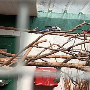 Crimson Rosella Breedingform, Crimson Rosella and Red billed Leiothrix Aviary