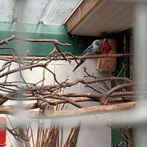Crimson Rosella Breedingform and Crimson Rosella