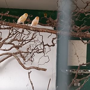 Canary Bird Aviary