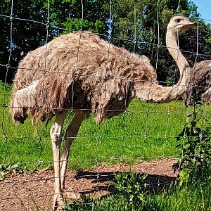 Visitors feeding the Ostriches