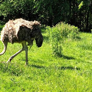 Female Ostrich