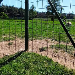 European fallow Deer Enclosure