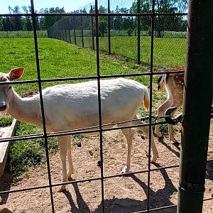 European fallow Deer