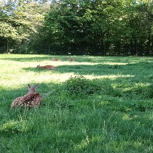 Dybowski Deer Enclosure