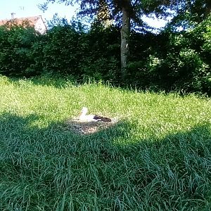 Northern Pintail and European white Stork Enclosure