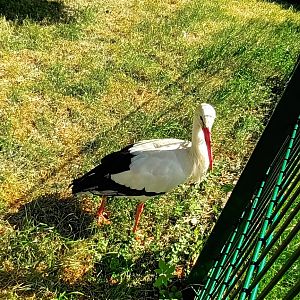 European white Stork