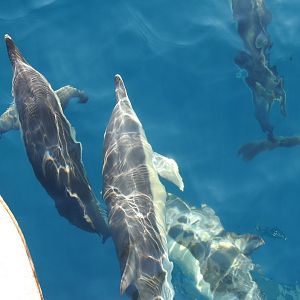 Common Dolphins