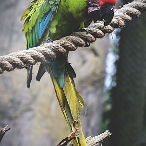 great green macaw