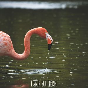 Caribbean flamingo