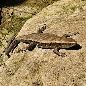 Lizard in Monsoon Forrest