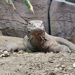 Komodo Dragon