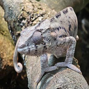 Chameleon