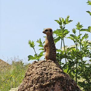 Meerkat