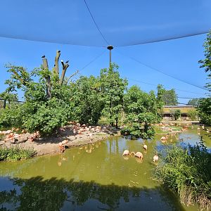 Flamingo walk through