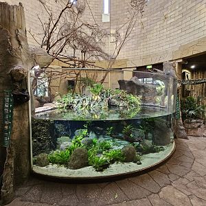 Jaguar House fish tank