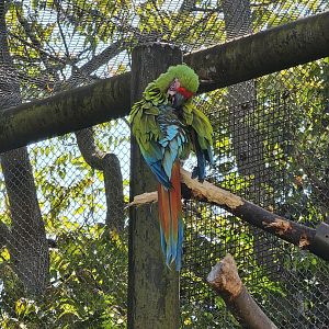 Macaw