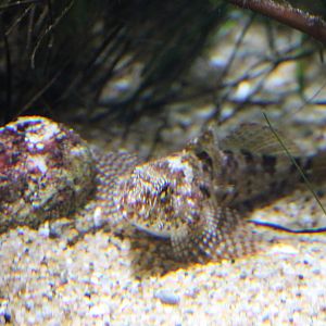 Fish ID (Sculpin sp.?)