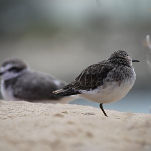 Shorebird ID (Black Turnstone?)