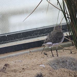 Shorebird ID (Dunlin?)