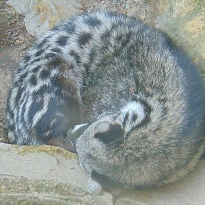 African Civet