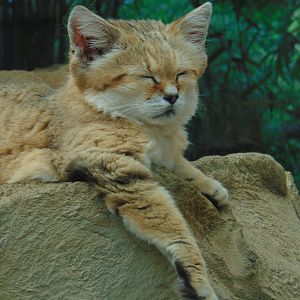Sand Cat