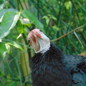 Southern Bald Ibis